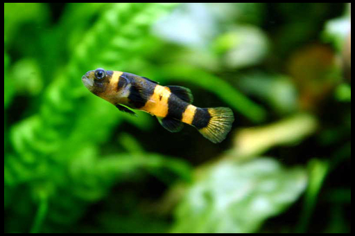 Крошка бычок (Brachygobius doriae)