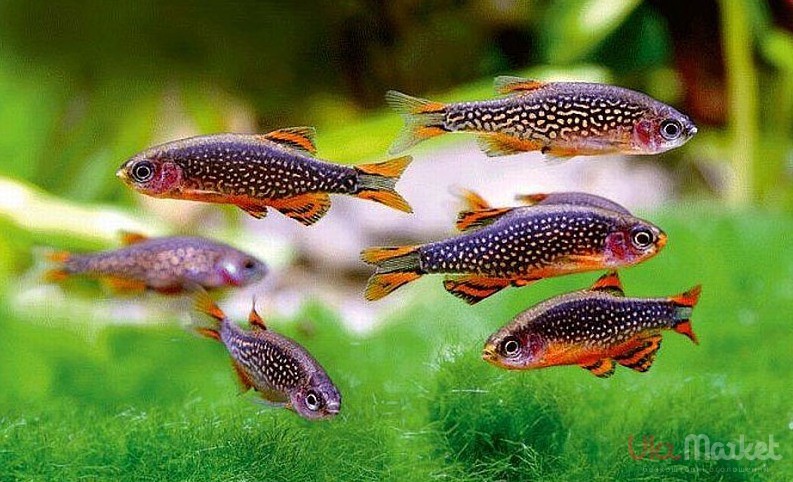 Микрорасбора галактика (Microrasbora galaxy)
