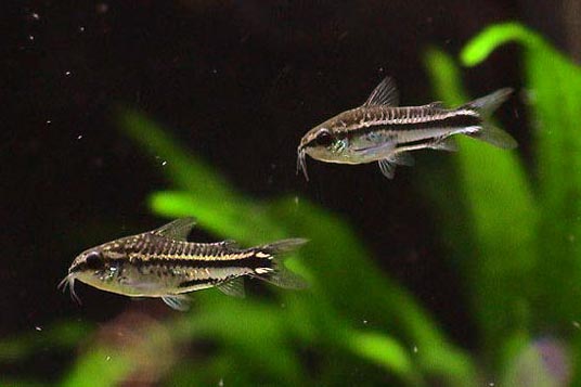  Коридорас пигмей (Corydoras pygmaeus)