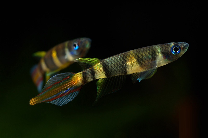 Эпиплатис факельный (Epiplatys annulatus)