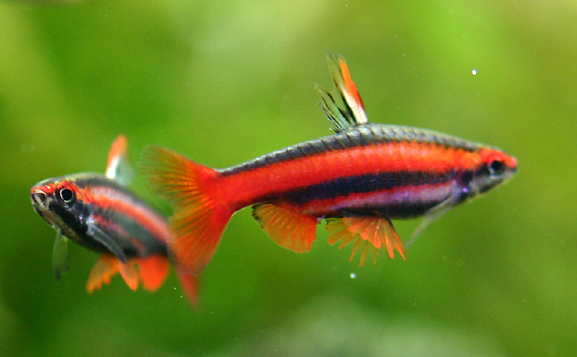Нанностомус Бекфорда (Nannostomus beckfordi)