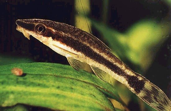 Отоцинклус простой (Macrotocinclus affinis)