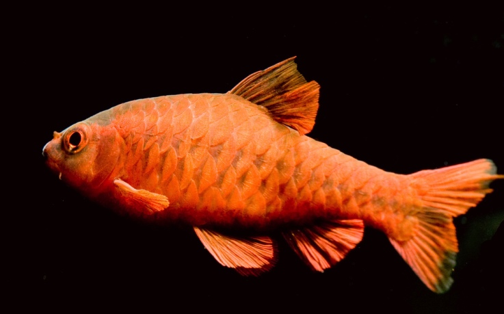 Puntius titteya