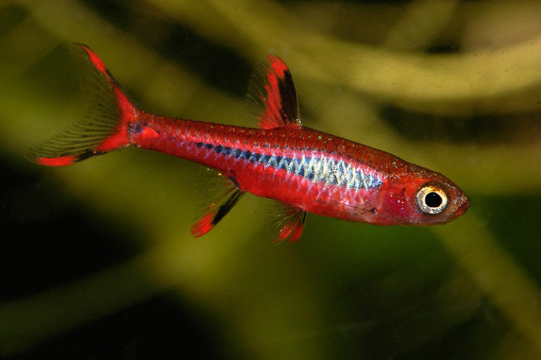 Расбора бригитты (Boraras brigittae)