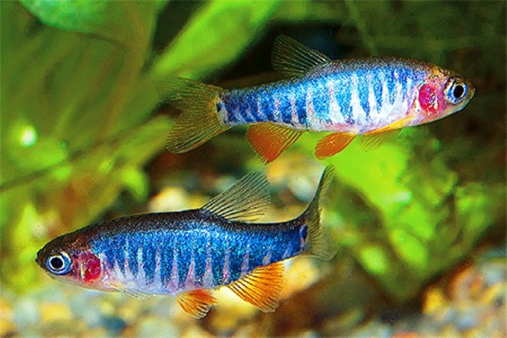 Микрорасбора Эритромикрон (Danio erythromicron)
