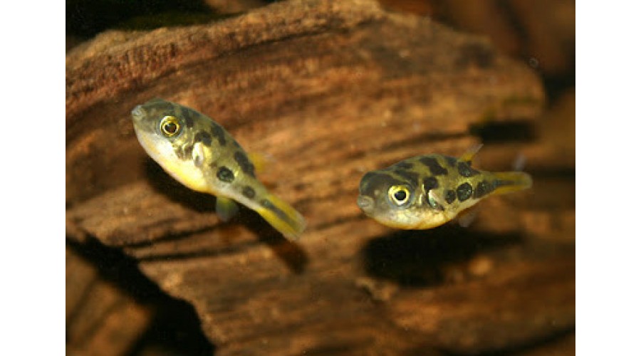 Карликовый тетраодон (Carinotetraodon travancoricus)