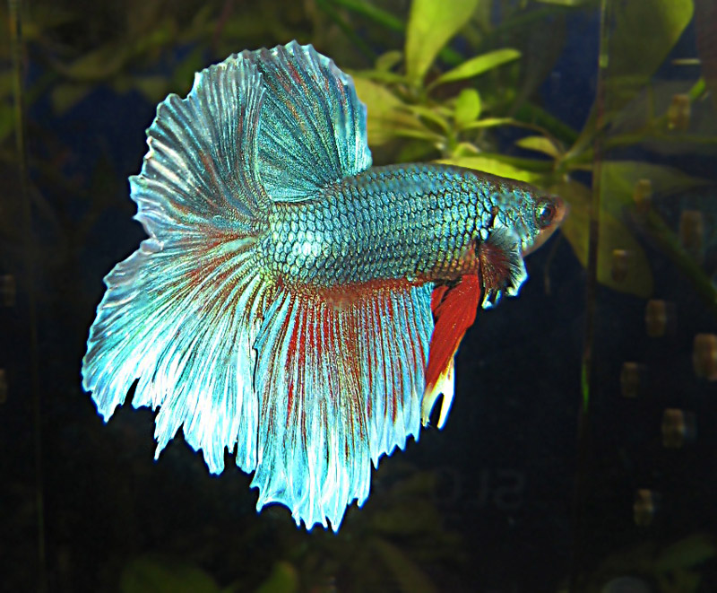 Рыбка петушок (Betta splendens)