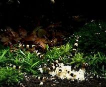 Купить ракообразных и улиток для Вашего аквариума в интернет магазине.