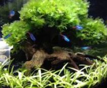 Декоративное дерево бонсай для аквариума купить в Москве по цене от 2690 руб.