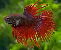 Аквариумные рыбки купить в интернет магазине в Москве по цене от 50 руб.