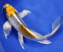 Карпы кои купить в розницу | Цены на японских карпов кои от 700 руб в интернет магазине.