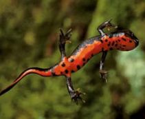 Купить тритона для аквариума в Москве по цене от 324 руб.