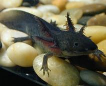 Купить аксолотли для аквариума в Москве по цене от 454 руб.