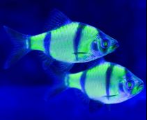 Барбус флуоресцентный купить 3-3,5 см (BH007F)