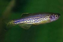 Данио леопардовый купить (NH035)