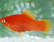 Пецилия красная 2,5см