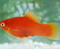 Пецилия красная купить 2,5-3см