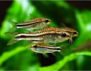 Коридорас Пигмей (PU-100)