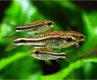 Коридорас Пигмей (PU-100)