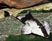 Лорикария хамелеон