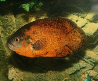 Астронотус красный купить 6,5см. (AR)