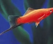 Меченосец красный чернохвостый купить 5см