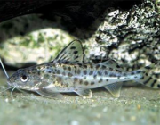 Пимелодус ангел (5-6см) (PU-020)