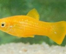 Моллинезия золотая купить 5см (M09)