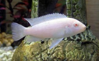 Лабидохромис альбинос купить (снежный принц) 5см