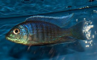 Копадихромис хризонотус купить 4-5 см