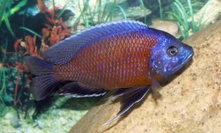 Копадихромис борлей купить (Каданго) 6,5-7см