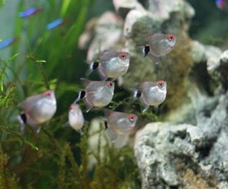 Тетра красноглазая (филомена, моэнкаузия)