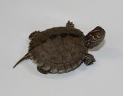 Географическая черепаха (5см)