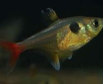 Фантом розовый купить с доставкой