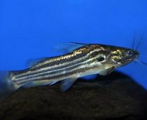 Мистус купить (разводной) 4-5см (M01)