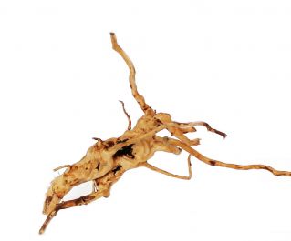 Коряга