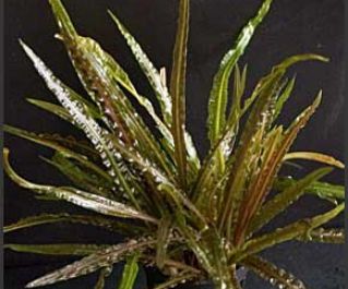 Криптокорина парва (горшок) (B036)