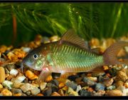 Коридорас Брохис зеленый 3см (PU-015)