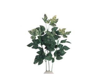 Шелковое растение 