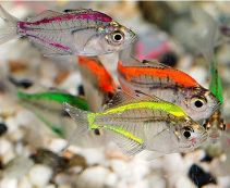 Окунь стеклянный разноцветный купить 2-3см (SV013R)