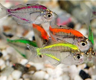 Окунь стеклянный разноцветный купить 2-3см (SV013R)