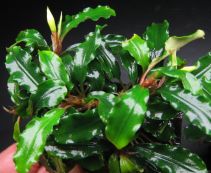 Буцефаландра на коряге купить с доставкой