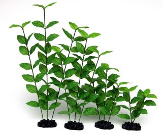 Шелковое растение 