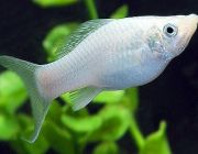 Моллинезия серебряная лирохвостая 4см