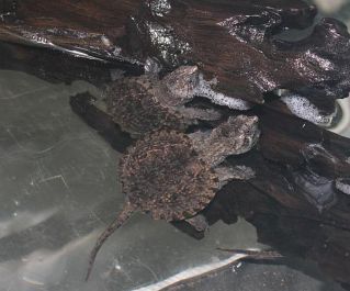 Каймановая черепаха Chelydra serpentine (Common Snapping Turtle) 7-8 см (KMМ)