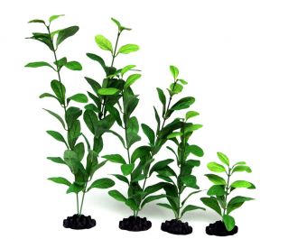 Шелковое растение 