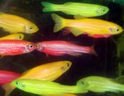 Данио флуоресцентный ассорти (CH02-S1)