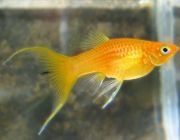 Моллинезия золотая лирохвостая 4см