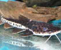 Сом тигровый (веслоносый) 7см купить