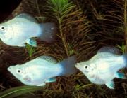 Моллинезия баллон серебряная 2,5см (M0001)